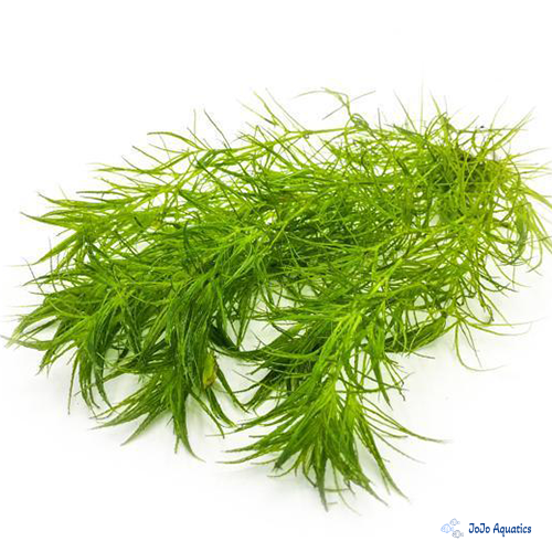 Grow-out grass