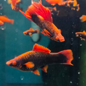 Alpha Swordtail Red Pair - 1M1F