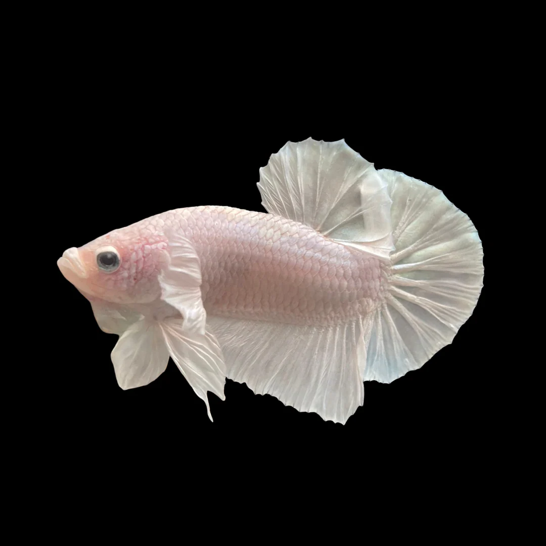 White Veiltail Betta Care Guide