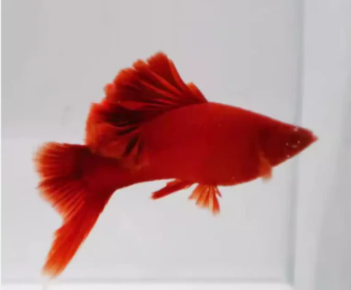 Alpha Swordtail Albino Red Care Guide