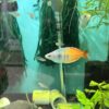 Boesemani Rainbow Fish
