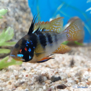 German Black Ram