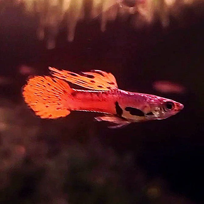 Red Tiger Endler Care Guide