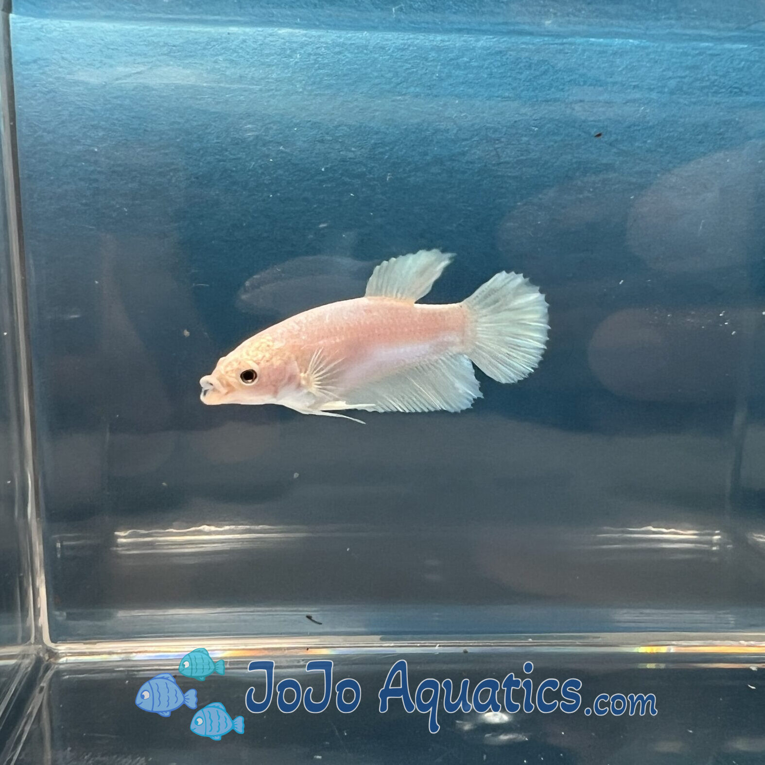 White Veiltail Betta - Female